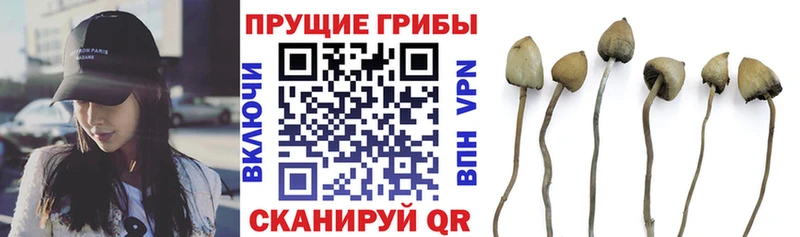 Псилоцибиновые грибы Cubensis  Красавино 